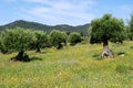 Pretty meadow with olive trees, Gaucin, Spain.
