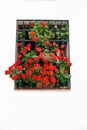 Pretty window with potted geraniums in the old town, Ronda, Spain.