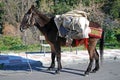 Laden donkey, Spain.