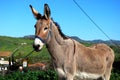 Tethered Donkey, Spain.