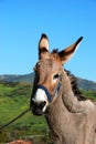 Tethered Donkey, Spain.
