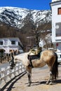 Horse in village centre, Trevelez, Spain.