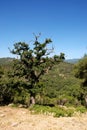 Mountain views, Sierra de los Alcornocales, Spain. Royalty Free Stock Photo