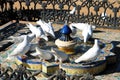 Doves at a drinking fountain, Seville, Spain.