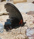 The Spangle butterfly