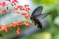 Spangle butterfly Papilio protenor drinking on plant Royalty Free Stock Photo