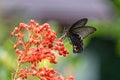 Spangle butterfly Papilio protenor drinking on plant Royalty Free Stock Photo