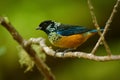 Spangle-cheeked Tanager - Tangara dowii passerine bird, endemic resident breeder in the highlands of Costa Rica and Panama Royalty Free Stock Photo