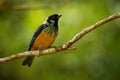 Spangle-cheeked Tanager - Tangara dowii passerine bird, endemic resident breeder in the highlands of Costa Rica and Panama Royalty Free Stock Photo