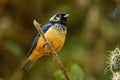 Spangle-cheeked Tanager - Tangara dowii passerine bird, endemic resident breeder in the highlands of Costa Rica and Panama Royalty Free Stock Photo