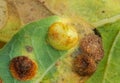 Spangle galls of Cynipid wasps