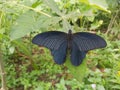 SpangleInsects- Papilio protenor Royalty Free Stock Photo