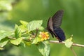 Spangle Papilio protenor