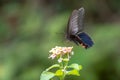 Spangle Papilio protenor