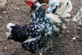 Spangled black and white chicken Royalty Free Stock Photo