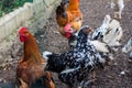 Spangled black and white chickens Royalty Free Stock Photo
