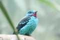 Spangled Cotinga bird Royalty Free Stock Photo