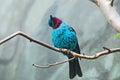 Spangled Cotinga Royalty Free Stock Photo