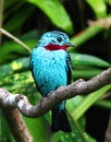 Spangled cotinga blue tropical bird Cotinga cayana Royalty Free Stock Photo