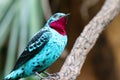 Spangled cotinga blue tropical bird Cotinga cayana