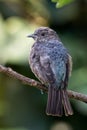 Spangled Cotinga - Cotinga cayana