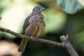 Spangled Cotinga - Cotinga cayana