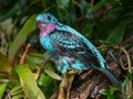 Spangled Cotinga (Cotinga cayana) Rainforest, Asia Royalty Free Stock Photo