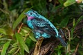 Spangled Cotinga (Cotinga cayana) Rainforest, Asia Royalty Free Stock Photo