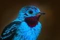 Spangled Cotinga, Cotinga cayana, detail portrait of exotic rare tropic bird in the nature habitat, dark green forest, Amazon, Bra Royalty Free Stock Photo