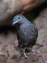 Spangled Cotinga (Cotinga cayana)