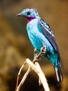 Spangled Cotinga with red and blue feathers Royalty Free Stock Photo