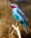 Spangled Cotinga with red and blue feathers Royalty Free Stock Photo