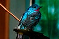 Spangled Cotinga Red Blue Feathers Royalty Free Stock Photo