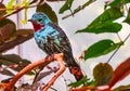 Spangled Cotinga Red Blue Feathers Royalty Free Stock Photo