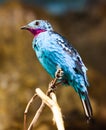 Spangled Cotinga with red and blue feathers Royalty Free Stock Photo