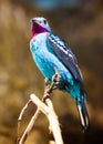 Spangled Cotinga with red and blue feathers Royalty Free Stock Photo