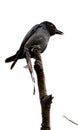 Spangled drongo Royalty Free Stock Photo