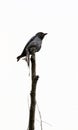 Spangled drongo Royalty Free Stock Photo