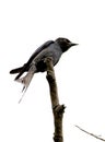 Spangled drongo Royalty Free Stock Photo