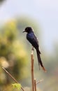 Spangled drongo Royalty Free Stock Photo