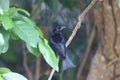 spangled drongo (Dicrurus bracteatus) Queensland, Australia Royalty Free Stock Photo