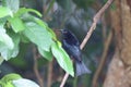spangled drongo (Dicrurus bracteatus) Queensland, Australia Royalty Free Stock Photo