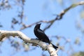 spangled drongo (Dicrurus bracteatus) Queensland, Australia Royalty Free Stock Photo
