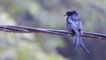 Spangled drongo (Dicrurus bracteatus), bird of Sulawesi, Indonesia Royalty Free Stock Photo