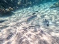 Spangled Emperor fish Lethrinus Nebulosus on his coral reef in the Red Sea, Egypt