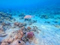 Spangled Emperor fish (Lethrinus Nebulosus) on his coral reef in the Red Sea, Egypt