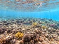 Spangled Emperor fish (Lethrinus Nebulosus) on his coral reef in the Red Sea, Egypt