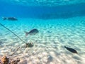 Spangled Emperor fish (Lethrinus Nebulosus) on his coral reef in the Red Sea, Egypt