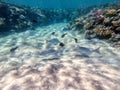 Spangled Emperor fish (Lethrinus Nebulosus) on his coral reef in the Red Sea, Egypt