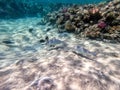 Spangled Emperor fish (Lethrinus Nebulosus) on his coral reef in the Red Sea, Egypt